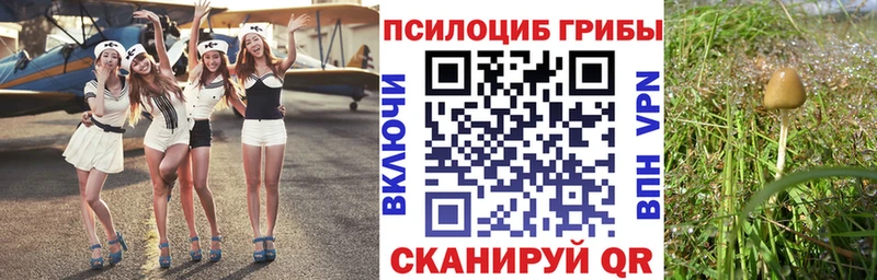 Галлюциногенные грибы Cubensis наркотики Нерехта